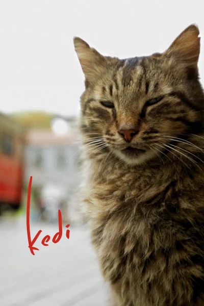  Thế Giới Loài Mèo (Kedi) [2016]